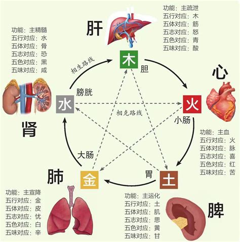 内脏五行|中医蕴含的五行学说，五脏之间的关系